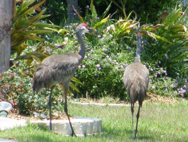 Cranes out my front door
