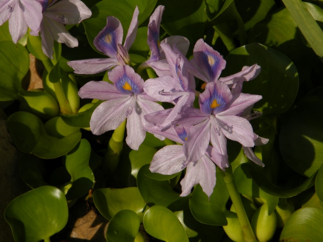 ANOTHER VARIETY OF WATER HYACINTH JUST BLOOMED