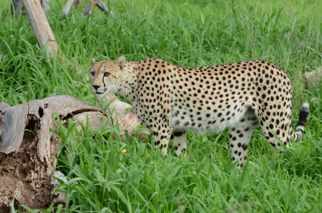 Cheetahs are capable of speeds up to 60 MPH.