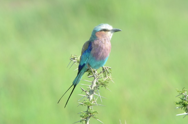 A Lilac Breasted Roller, sometimes called a flying Easter Egg.