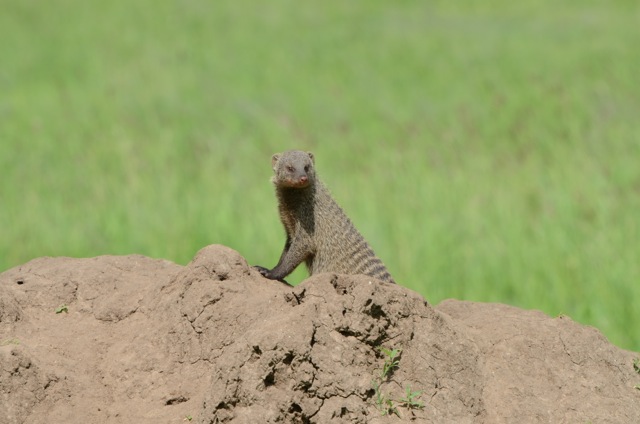 A banded mongoose at home on a termite mound.