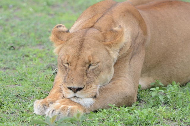 A lioness doing what a lioness does most of the day.