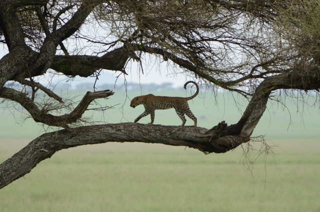 We watched as this leopard left his perch...