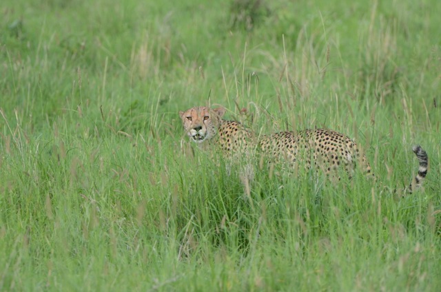 Fist Day we spotted this cheetah stalking a water buck.